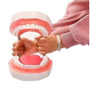 Modello di insegnamento dentale, Modello di anatomia dentale rimovibile, Modello di protesi demo tipodonta per adulti per insegnare, studiare, esporre e comunicare con il paziente