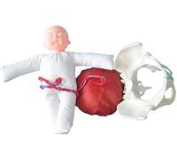 Modello di insegnamento, Modello di addestramento ostetrico con pelvi Femminile e pelvi Femminile del Bambino Modello di Parto per l'insegnamento della ginecologia, simulatore di p