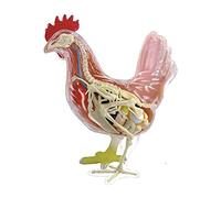 Modello di insegnamento, Modello di Anatomia Animale 4D Vision, Modello di Anatomia del Torso, Modelli di Anatomia del Modello a 32 Parti, Modello di Scheletro anatomico Scheletro Dimensione