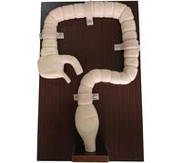 Modello di intestino umano, modello di esame della colonscopia, simulatore di treno del sigmoidoscopio, corso di dimostrazione della colonscopia, for l'insegnamento della visualizzazione di