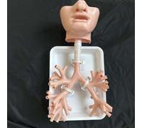 Modello Di Laringe E Trachea Umana In Scala 1:1 Per Facoltà Di Medicina | Formazione Infermieristica; Simulatore Di Addestramento Per Broncoscopia (con Ramificazioni Fino Al 5° Livello)(Skin Color)