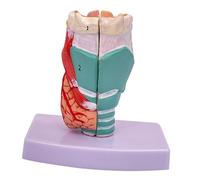 Modello di laringe umana 1:1 a grandezza naturale con base, modello di insegnamento anatomico della gola in PVC per l'educazione medica e lo studio della produzione vocale