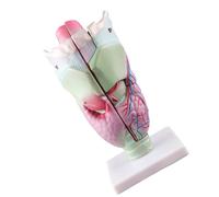 Modello di laringe umana per anatomia allargata Modello anatomico della laringe pratica medicina laringofaringea Aiuto didattico allargato umano Forniture didattiche anatomiche per la scuola