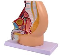 Modello di Maschile, Modello di Scheletro Pelvico Maschile a Grandezza Naturale, Modello Medico Anatomico per Lo 'educazione Scientifica