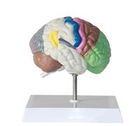 Modello di metà cervello del corpo umano Modello anatomico Anatomia del corpo umano Replica del cervello normale Modello del cervello for neuroscienze Modello anatomico del cervello
