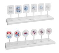 Modello di mitosi e meiosi delle cellule animali e vegetali - Modelli cellulari di anatomia educativa per l'aiuto didattico di biologia e dimostrazione di laboratorio