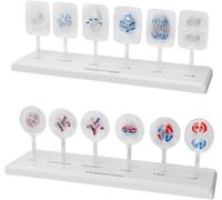 Modello di mitosi e meiosi di cellule animali e vegetali, dettagli tridimensionali dipinti a mano, set di modelli di cellule e mitosi di anatomia di scienza medica in 12 parti, for attrezzat