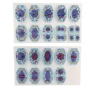 Modello di Mitosi E Meiosi di Cellule Animali, Stadi di Divisione Cellulare Animale Ingranditi in 3D, 19 Modelli Anatomici di Meiosi Cellulare, Materiale PVC Resistente E Anti-scolorimento