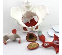 Modello di Montaggio Anatomico Femminile Pelvi Modello Pubis e Organi Rimovibili Pavimento Pelvico Muscoli Modello Anatomico Forniture di Laboratorio per Scuola Aiuti