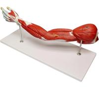 Modello di muscolo anatomico del braccio umano, 7 pezzi | Anatomia della spalla e della mano per l'istruzione, studio anatomico, formazione medica, rappresentazione muscolo