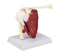 Modello di muscolo articolare Modello di articolazione della spalla a grandezza naturale con base espositiva smontabile Modello di anatomia umana for la ricerca didattica