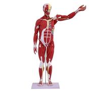 Modello di muscolo del corpo umano a grandezza naturale rimovibile in 27 parti, modello di anatomia muscolare da 238 punti digitali for studenti di formazione medica, modello didattico