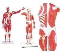 Modello di Muscolo del Corpo Umano Figura Muscolare con Organi Estraibili E Anatomia del Muscolo E Dell'organo di 27 Parti di Media Dimensione Naturale Formazione Medica