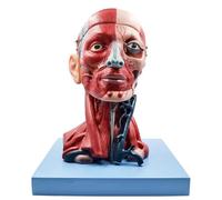 Modello di muscolo del nervo vascolare della testa e del collo umani, modello di anatomia del cervello umano, sussidi didattici staccabili in 10 parti for l'arteria cerebrale