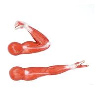 Modello di muscolo flessore ed estensore del braccio, 2 parti, modello anatomico del muscolo, modello anatomico del braccio, anatomia del muscolo della spalla A