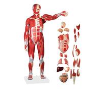 Modello di Muscolo Umano, 27 Parti, 1/2 Dimensione, Anatomia Completa dei Muscoli E degli Organi Umani, con Numero