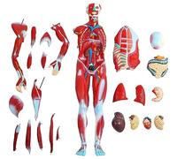 Modello di Muscolo Umano di Dimensioni Medie Modello di Anatomia del Muscolo Umano di 80 Cm 27 Parti con Organi per Imparare A Insegnare al Paziente A Spiegare