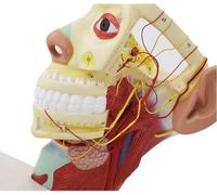 Modello di nervi della testa umana - Studio neuroanatomico dell'anatomia del cranio e del viso con dodici paia di nervi cranici