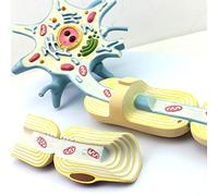 Modello di neurone - Modello anatomico della Struttura delle Fibre nervose - Modello di Studio per l'insegnamento del Tessuto delle Cellule nervose specialista in neurologia - per Lo Studio