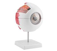 Modello di Occhio Anatomico Modello di Globo Oculare Anatomico per Apprendimento Anatomia Palla Occhio Umano, Modello di Ingrandimento 6X