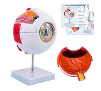 Modello di occhio umano per anatomia, modello di occhio 6 volte ingrandito con 12 segni anatomici e base espositiva per l'insegnamento scolastico, l'insegnamento medico (modello di occhio)