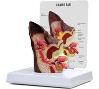Modello di orecchio canino, modello anatomico di lesione dell'orecchio del cane, modello anatomico animale for l'anatomia e la fisiologia canina, materiale didattico for l'esposizione, attrezzatura