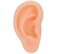 Modello di orecchio simulato professionale Agopuntura Pratica di massaggio Strumento di insegnamento Strumento sinistro dell'orecchio destro per la formazione medica Consulenti (Right Ear)