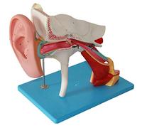 Modello Di Orecchio Staccabile, Modello Anatomico Di Organo Umano - Modello Anatomico Di Orecchio Gigante Umano - Modello Di Ingrandimento Anatomico Dell'Orecchio - Per Studio, Esposizione, Modello M