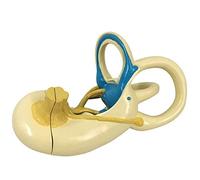 Modello di orecchio umano, modello labirinto dell'orecchio interno, modello anatomico dell'organo umano, modello educativo dell'orecchio, a grandezza naturale, 2 parti, per insegnamento di studi