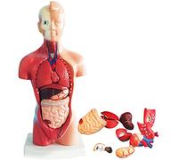 Modello di Organi Corporei del Torso Umano, 15 unità Estraibili 28 Cm Biologia Modello Anatomico 4D Modello di Organi Umani per L'educazione Scuola Prescolare Educazione Medica.