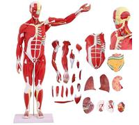 Modello di organi muscolari umani, modello muscolare di anatomia umana, modello muscolare 80 cm con organo rimovibile 27 pezzi, modello muscolare per lo studio di fisiologia e insegnamento dei muscoli