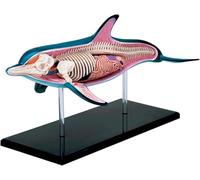 Modello di Organismo Marino, Modello Anatomico degli Organi Interni di Un Delfino, 18 Pezzi, Modello di Organi di Animali Blu per L'apprendimento E L'insegnamento