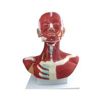 Modello di Organizzazione Organ Modello Organo INTENDIRE Modello Anatomia Anatomia della Faccia della Testa per Sketch Art Plastic Surgery Educational Aid Model