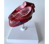 Modello di organo cardiaco di cane, modello di anatomia della filaria del cane con base, anatomico patologico del cuore di animale, for modelli di formazione didattica veterinaria.