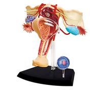 Modello di Organo del Riproduttore Femminile Bambole Educative 1: 1 Modello di Anatomia Dell'organo del Riproduttore Femminile Modello Anatomico Dell'organo Umano per L'insegnamento