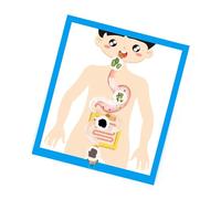 Modello di organo digestivo umano Strumento di apprendimento in aula Organo digestivo Anatomia Modello poster per bambini Studente dai 6 anni in su Risorsa di biologia degli studenti