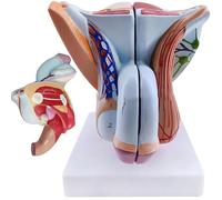Modello Di Organo Genitale Maschile, Modello Di Anatomia Del Sistema Riproduttivo Maschile Con Muscoli Pelvici, Modelli Di Anatomia Umana In PVC, Organo Riproduttivo For La Formazione Educativa