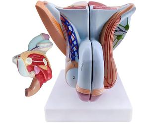 Modello Di Organo Genitale Maschile, Modello Di Anatomia Del Sistema Riproduttivo Maschile Con Muscoli Pelvici, Modelli Di Anatomia Umana In PVC, Organo Riproduttivo For La Formazione Educativa