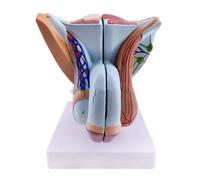 Modello di organo genitale maschile, Muscoli pelvici Modello MMale Sistema Genitale Modello Anatomico, Modello di Anatomia Umana in PVC, Modelli di Organo Riproduttivo per Formazione Educativa
