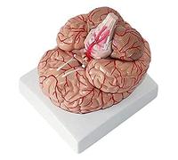 Modello di Organo Staccabile A Grandezza Naturale Che Insegna L'anatomia Anatomica del Cervello Umano per Il Modello Anatomico Didattico per La Visualizzazione dello Studio