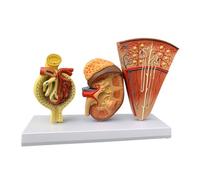 Modello di Organo Umano, 32 cm, Modello di Rene - Modello di dissezione renale - Modello urinario di nefrone glomerulare per Laboratorio didattico Scolastico