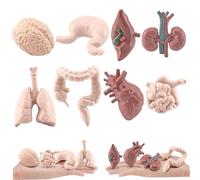 Modello di organo umano 8 pezzi/set Il modello simulato del corpo umano include cervello, fegato, stomaco e altro, anatomia realistica per l'istruzione, oggetti di scena di Halloween