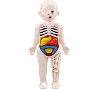 Modello di organo umano Giocattoli assemblati fai da te Modello di organo umano Modello del corpo umano for bambini Scheletro di organi Anatomia Modello di visceri Strumenti e giocattoli
