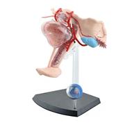 Modello di organo umano Modello anatomico dell'apparato riproduttivo femminile Modello di anatomia biologica Modello di utero femminile Modello di assemblaggio Modello didattico