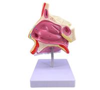 Modello di Organo Umano, Modello di Bocca e Gola del Corpo Umano, Modello di Studio otorinolaringoiatria, Modello di patologia della Gola, ingrandisci Il Modello degli organi Umani