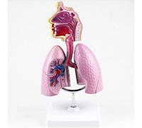 Modello di Organo Umano, Modello di Bocca e Gola del Corpo Umano, Modello di Studio otorinolaringoiatrico, Modello di patologia della Gola, ingrandisci Il Modello degli organi uman