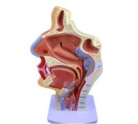 Modello di Organo Umano, Modello di Bocca e Gola del Corpo Umano, Modello di Studio otorinolaringoiatrico, Modello di patologia della Gola, ingrandisci Il Modello degli organi uman