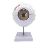 Modello di Organo Umano Modello di bulbo oculare ingrandito 6 Volte Modello di Occhio Umano Staccabile in 7 Parti Modello anatomico del bulbo oculare con