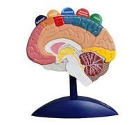 Modello di Organo Umano, Modello di Cervello Umano - Modello di Funzione cerebrale - Modello per Modello, 20 cm