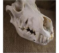 Modello di Organo Umano, Modello di Cranio di Cane Canino - Modello di Cranio di Cane - per Studio Veterinario, Decorazione della casa da Bar